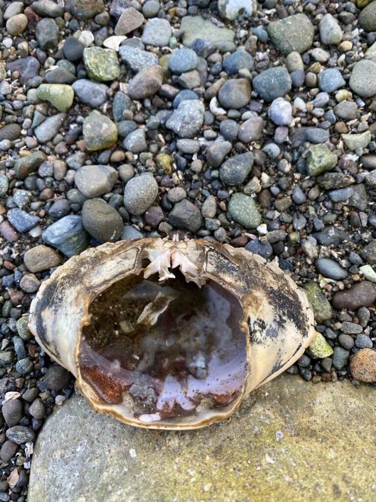 a seashell on a rocky beach (MyCoast AI)