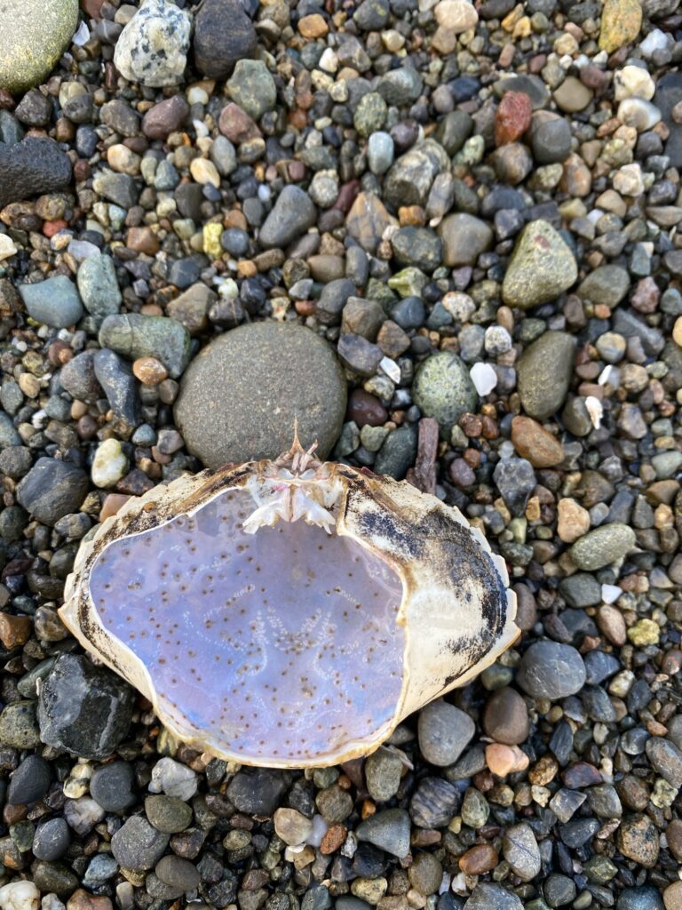 a rock on a beach (MyCoast AI)