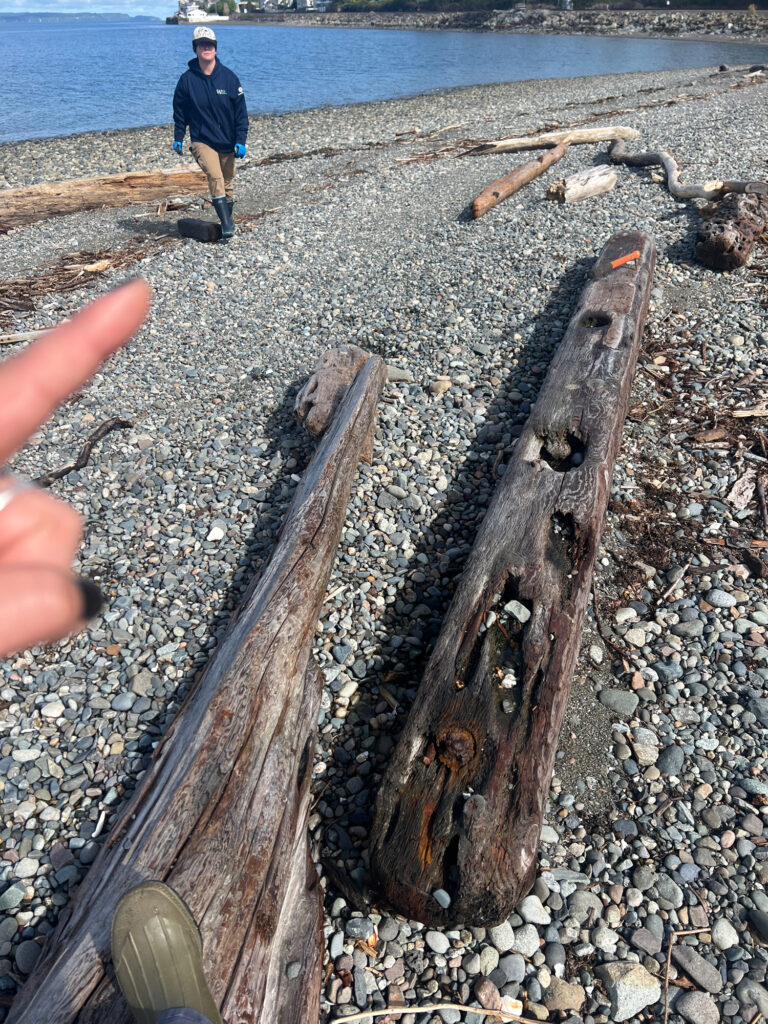 a hand holding a stick above a rocky beach with a person standing on the shore (MyCoast AI)