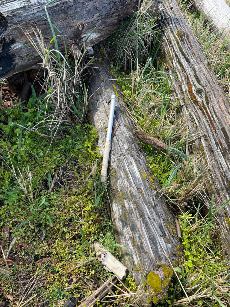 a snake on a tree stump (MyCoast AI)