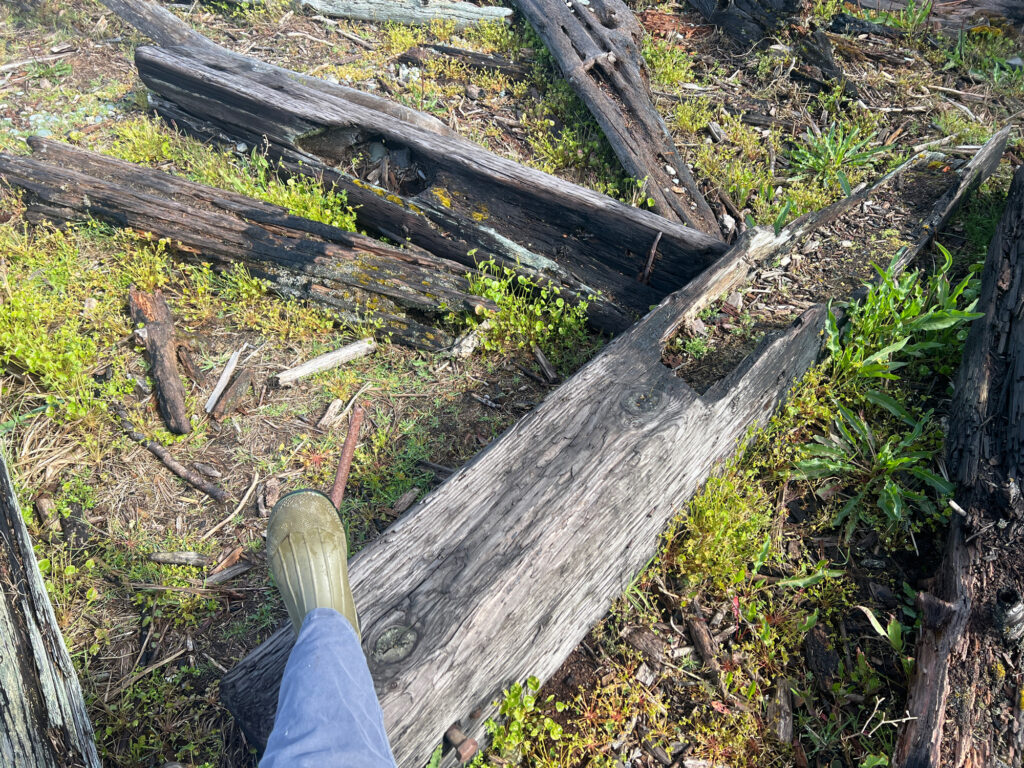 a person's foot on a log in a forest (MyCoast AI)