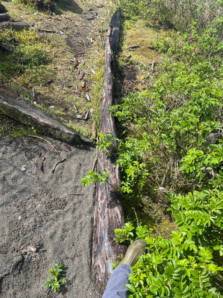 a person's foot on a rock ledge with plants and trees (MyCoast AI)
