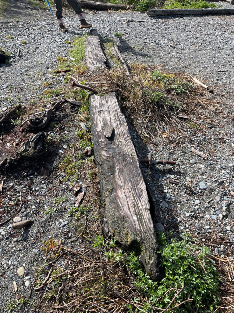 a tree stump in the dirt (MyCoast AI)