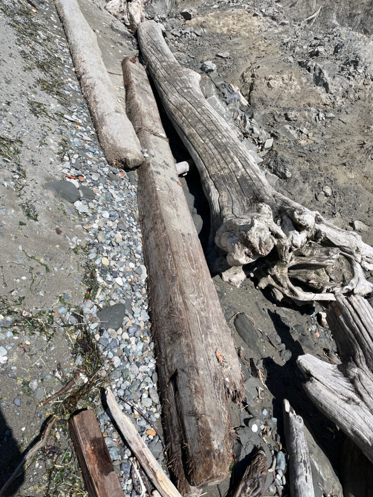 a close-up of a log (MyCoast AI)