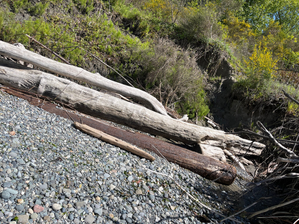 a log on a rocky river bed (MyCoast AI)