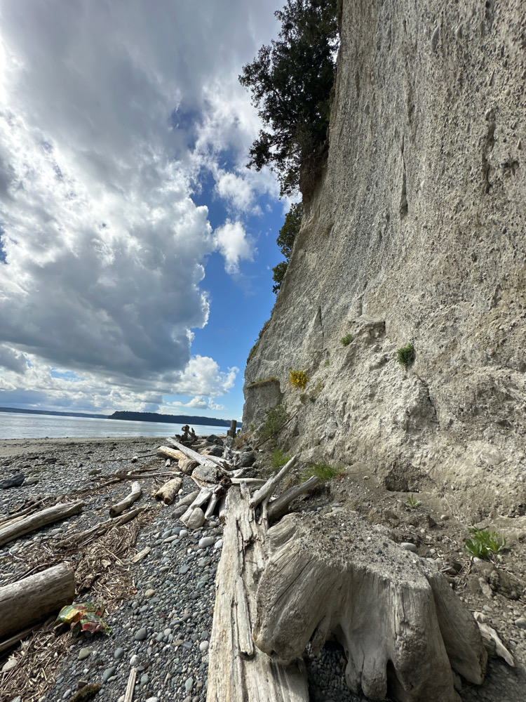 a rocky beach with a tree (MyCoast AI)