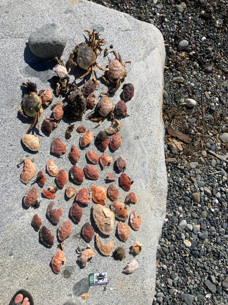 a group of small rocks (MyCoast AI)