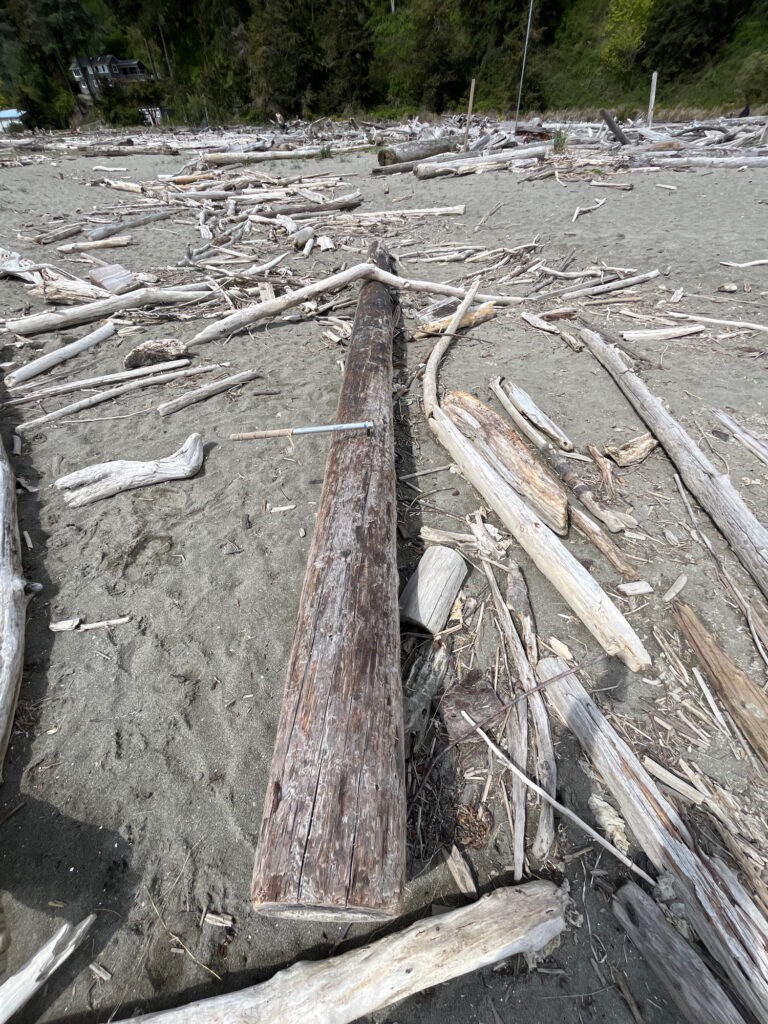 a pile of wood and sticks (MyCoast AI)