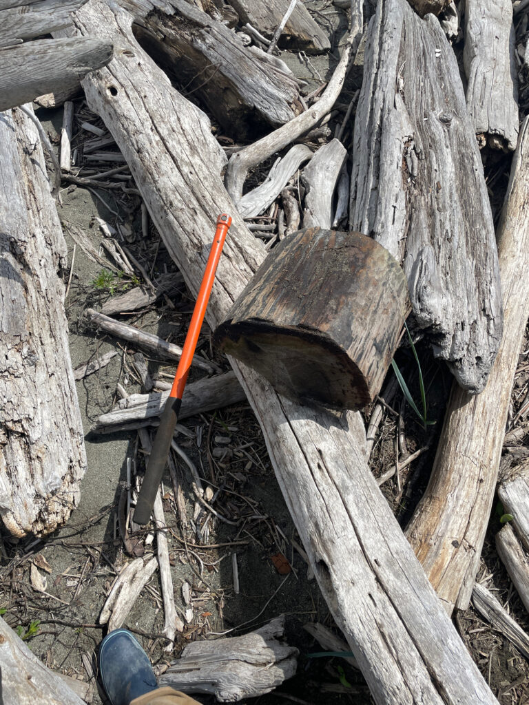 a tree stump with a hole in it (MyCoast AI)