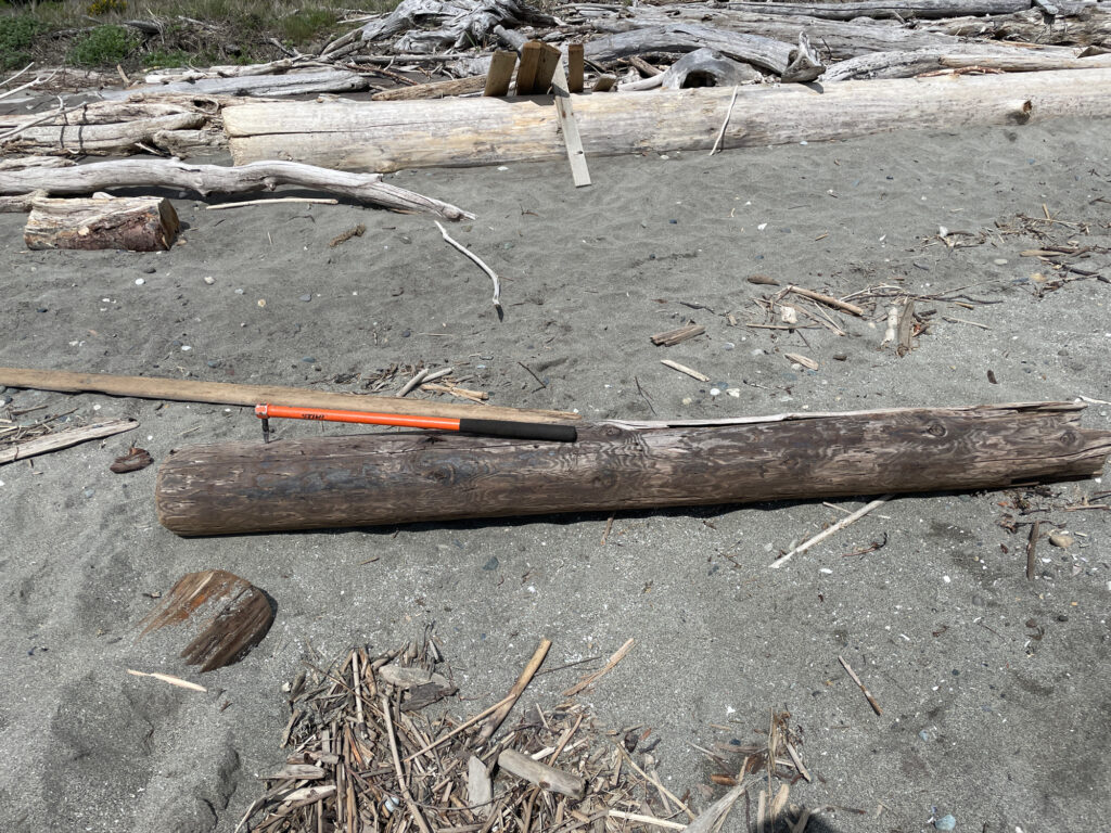 a group of sticks and sticks on the ground (MyCoast AI)