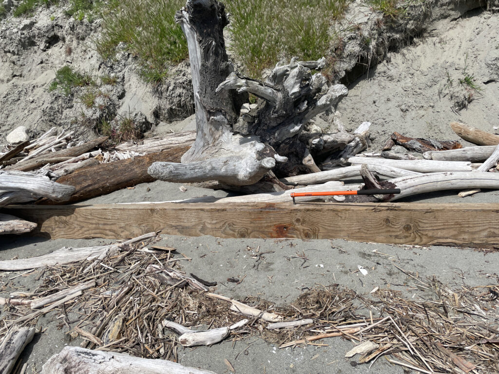 a tree trunk and a pile of sticks on the ground (MyCoast AI)