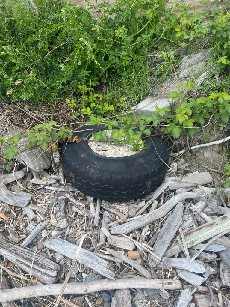 a black tire on a pile of sticks and leaves (MyCoast AI)