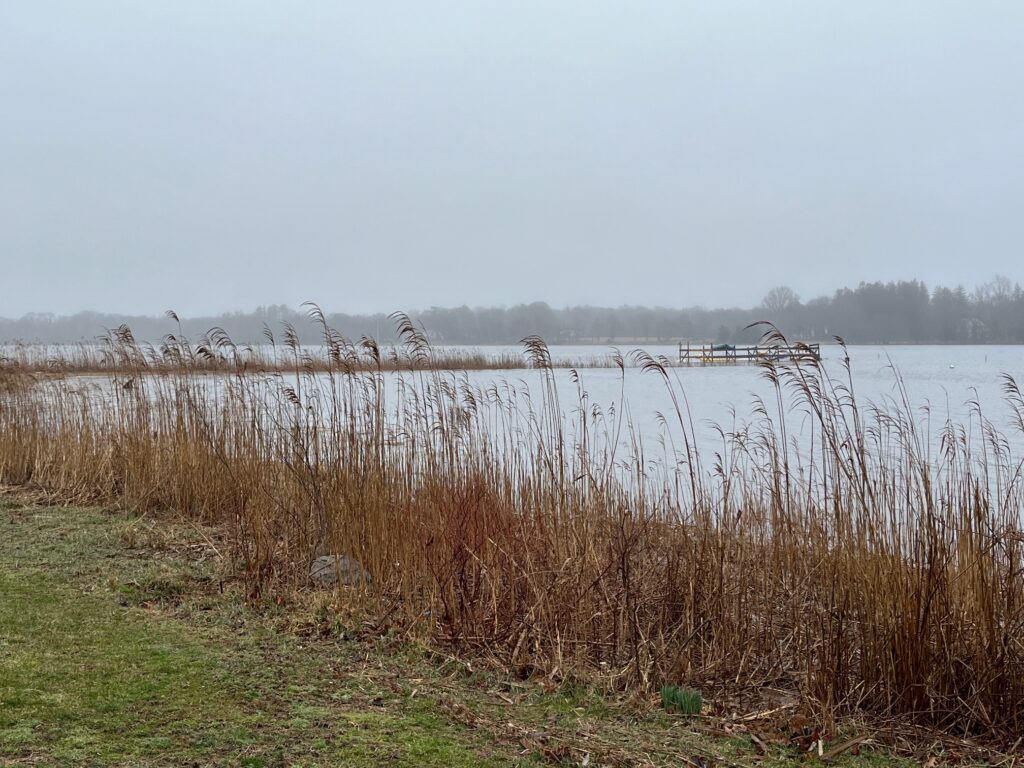 a body of water with grass and trees around it (MyCoast AI)