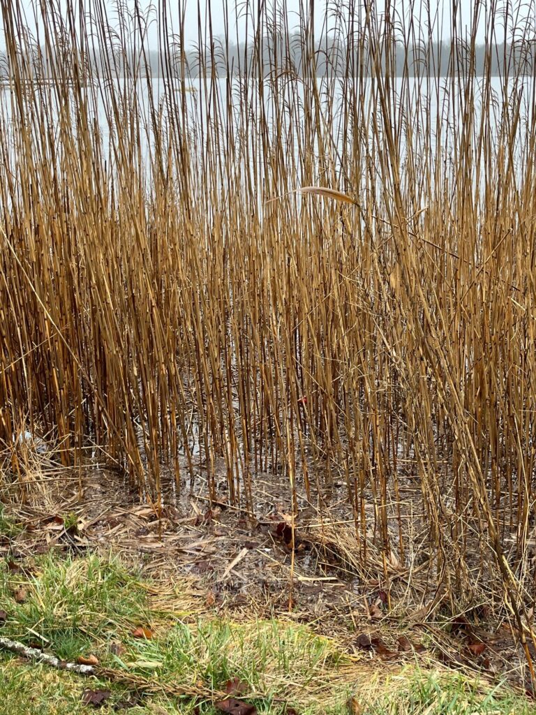 a group of tall grass next to a body of water (MyCoast AI)