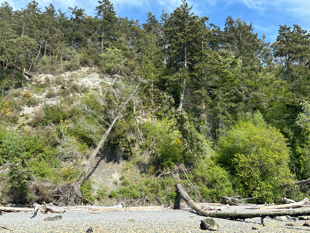 a forest of trees (MyCoast AI)