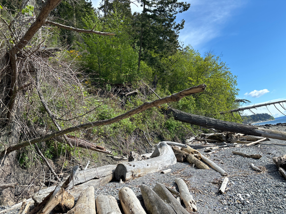 a pile of cut down trees (MyCoast AI)