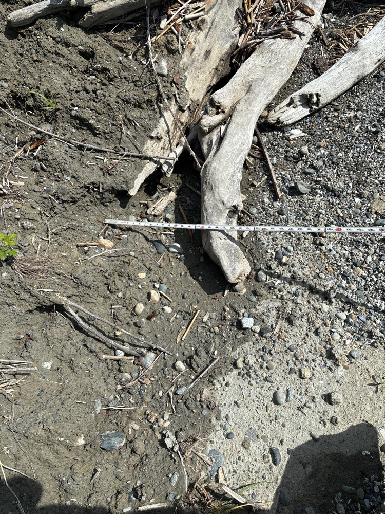 a tree trunk in the dirt (MyCoast AI)
