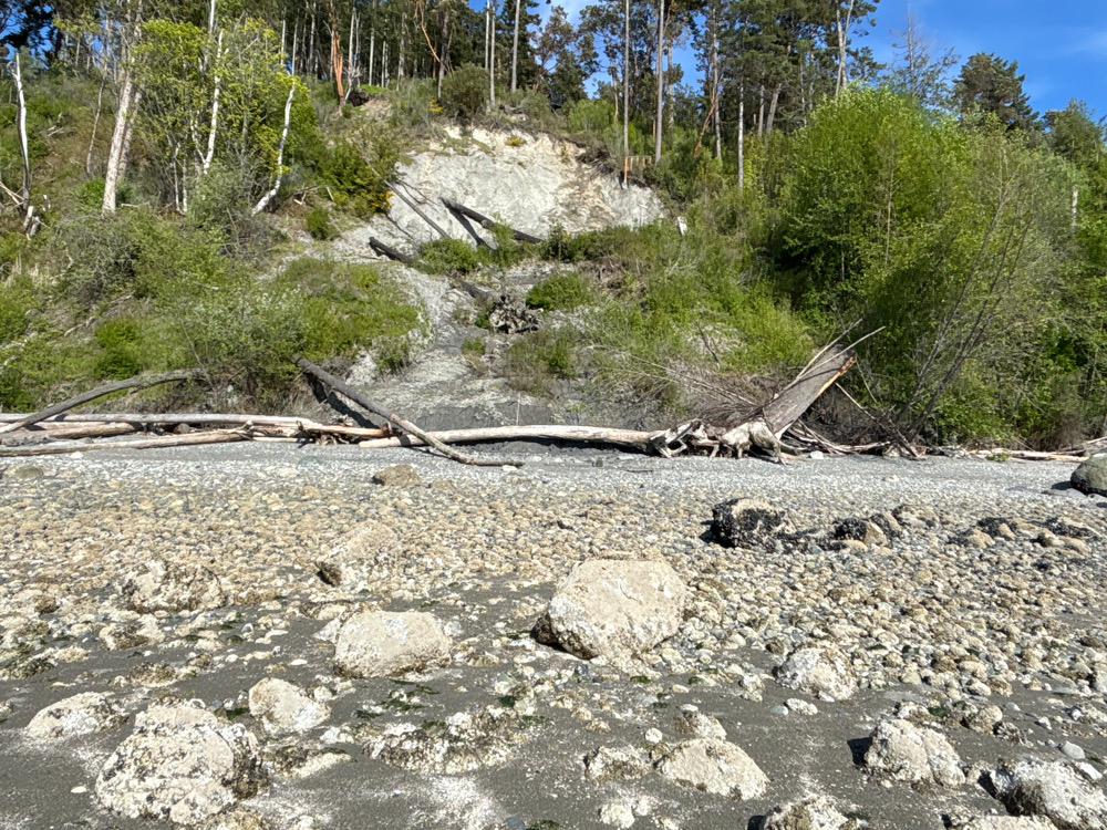 a fallen tree in a rocky area (MyCoast AI)