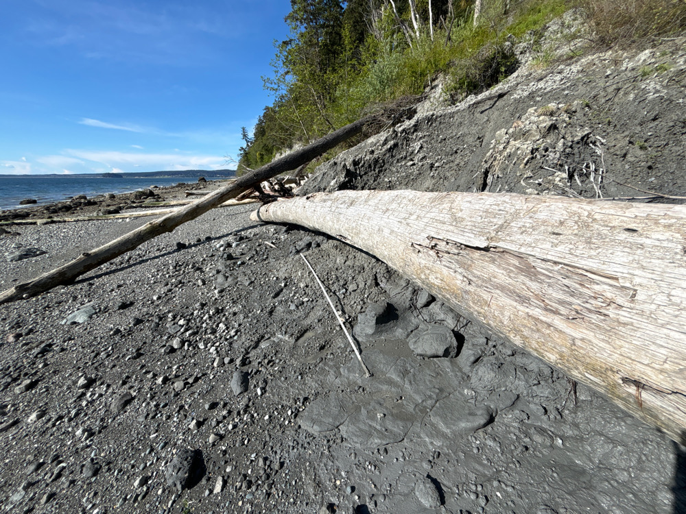 a log on a beach (MyCoast AI)