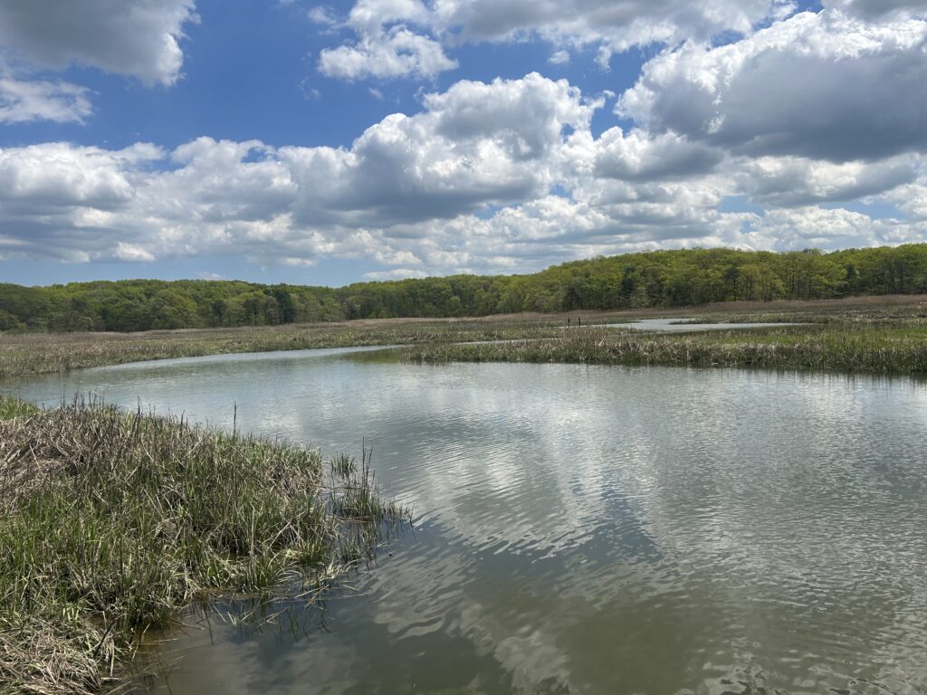 a body of water with trees in the background (MyCoast AI)