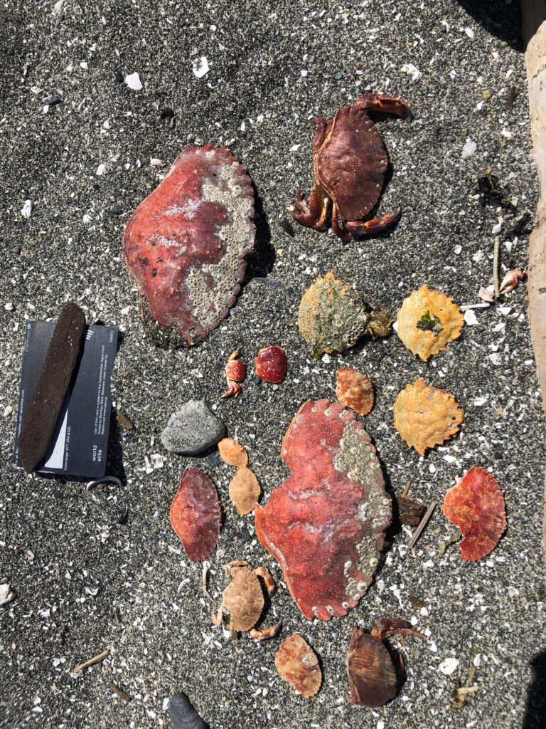 a group of leaves on the ground (MyCoast AI)