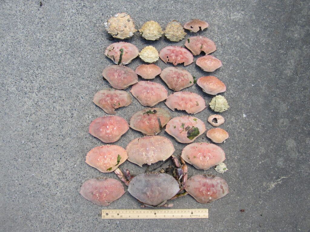 a group of rocks (MyCoast AI)