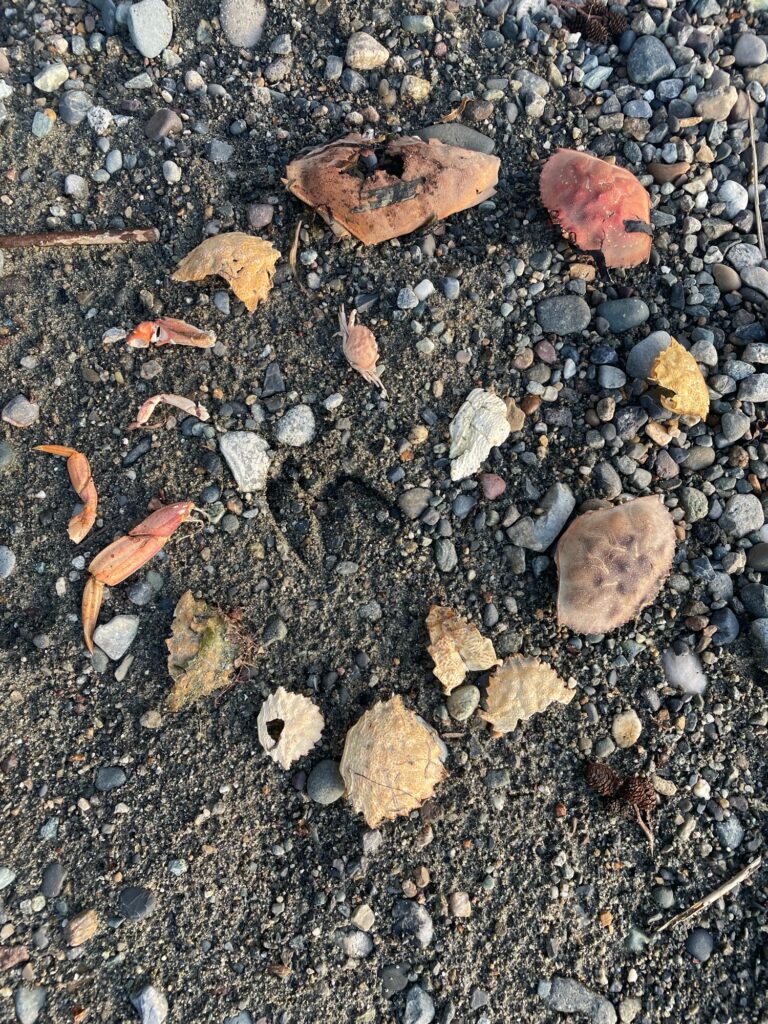 a group of leaves on the ground (MyCoast AI)