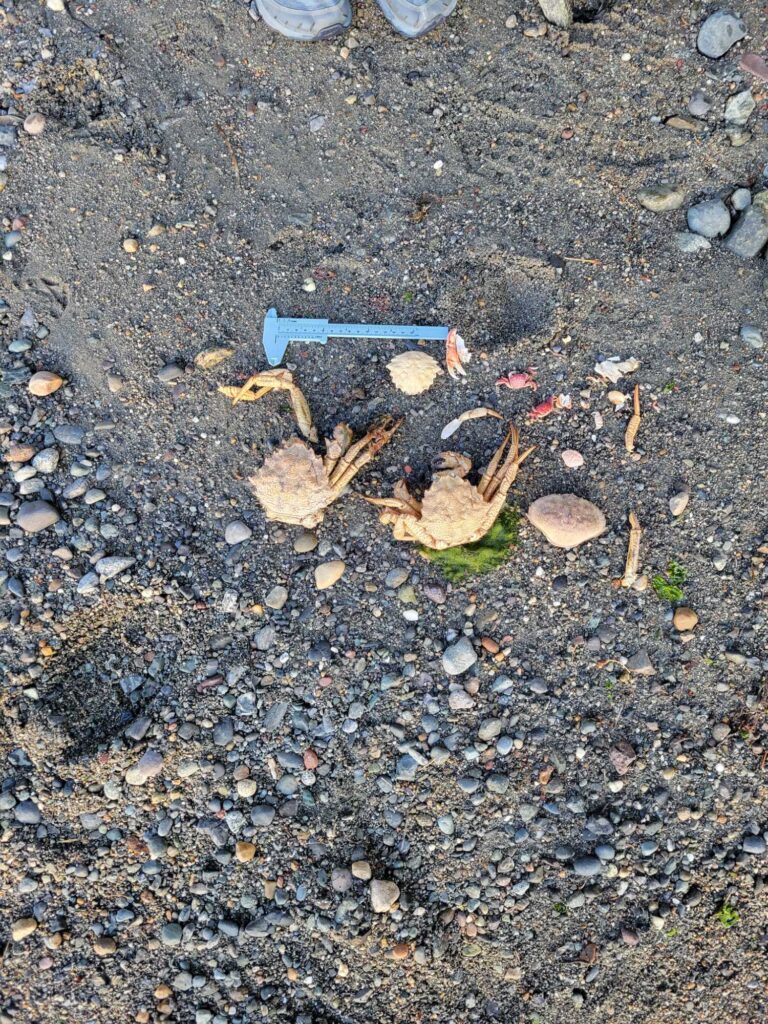 a group of insects on the ground (MyCoast AI)