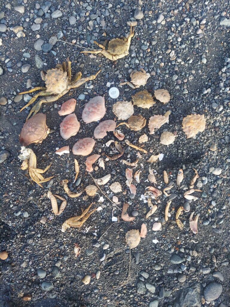 a group of leaves on the ground (MyCoast AI)