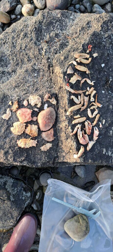 a pile of rocks (MyCoast AI)