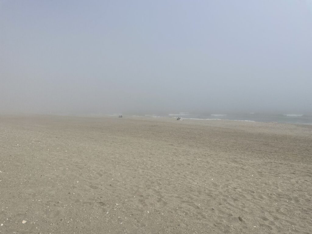 a large flat area with a few animals in it (MyCoast AI)