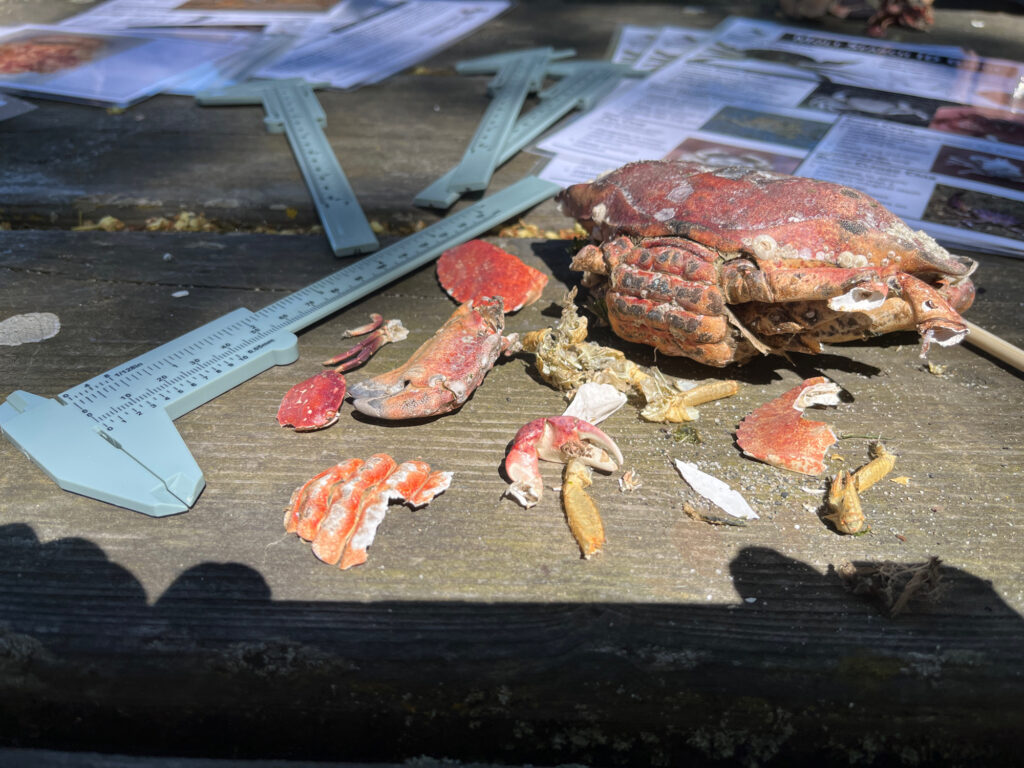 a group of fish on a table (MyCoast AI)