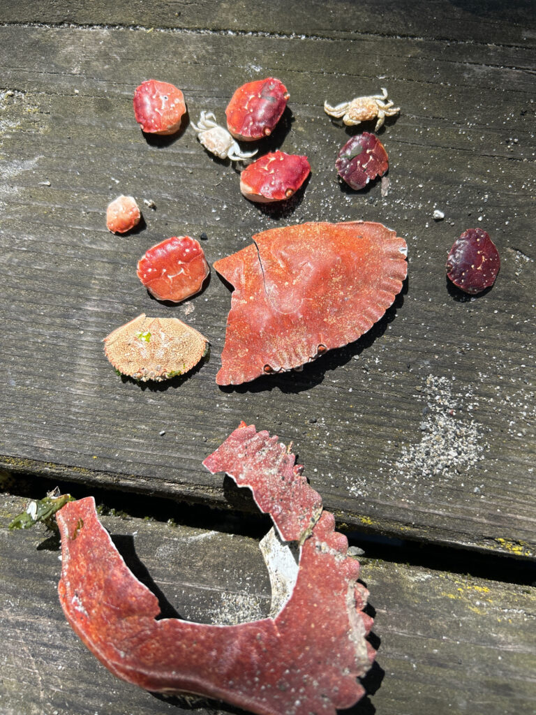 a group of red and white objects on a wooden surface (MyCoast AI)