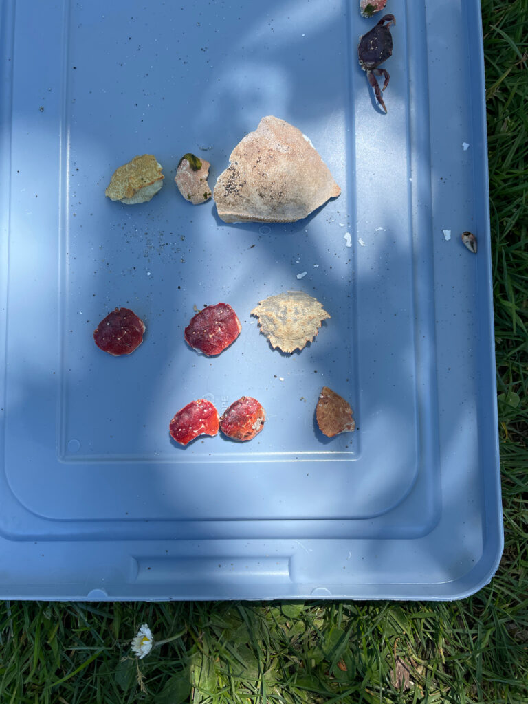 a blue container with red berries (MyCoast AI)