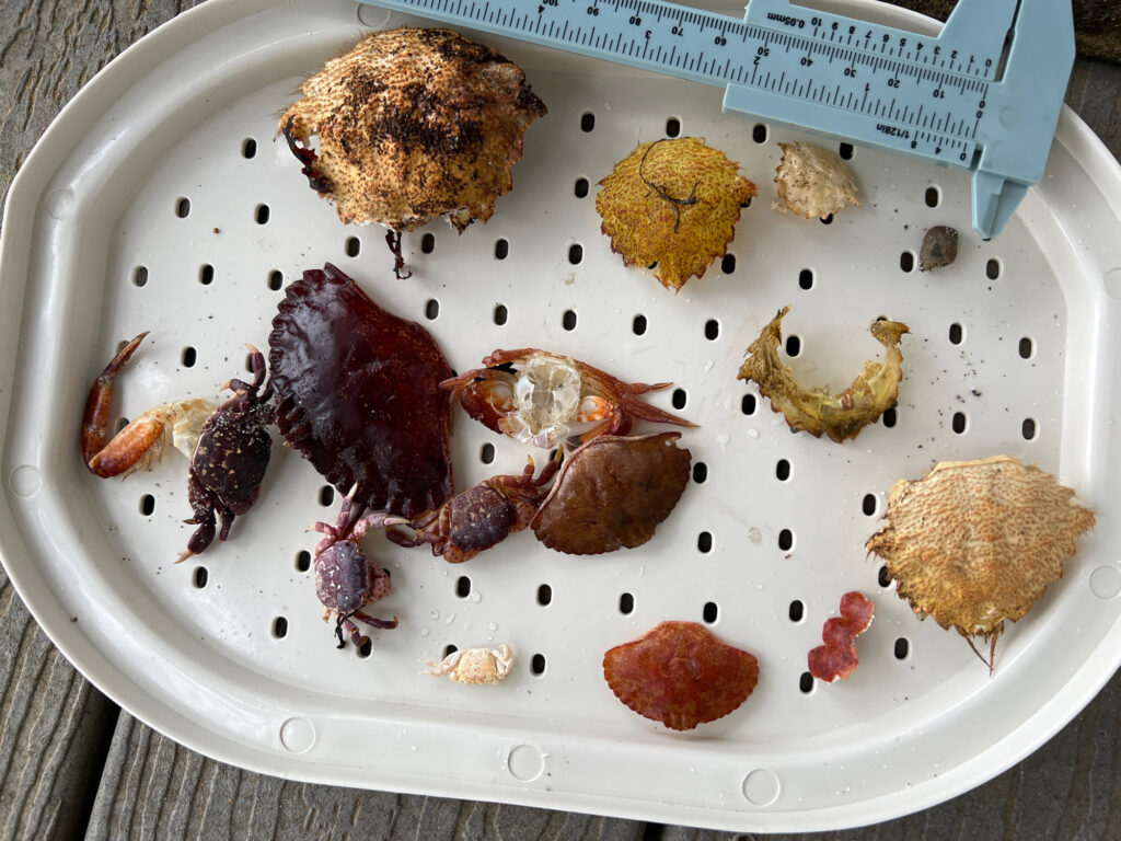 a plate of food (MyCoast AI)