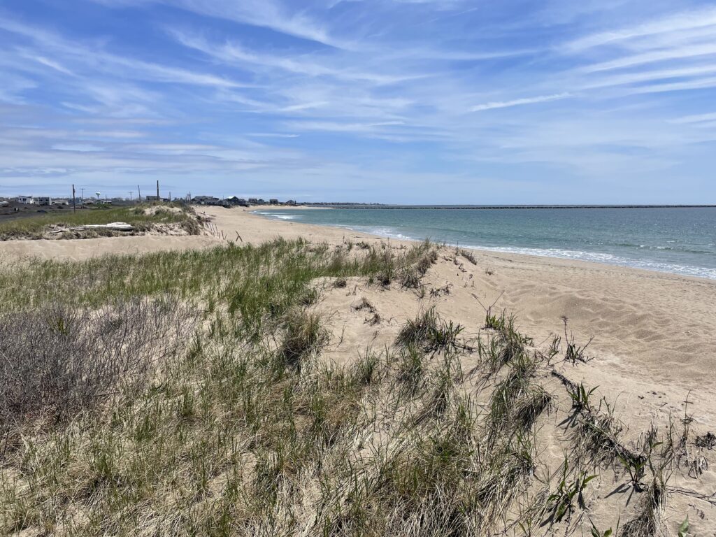 a sandy beach with plants and water (MyCoast AI)