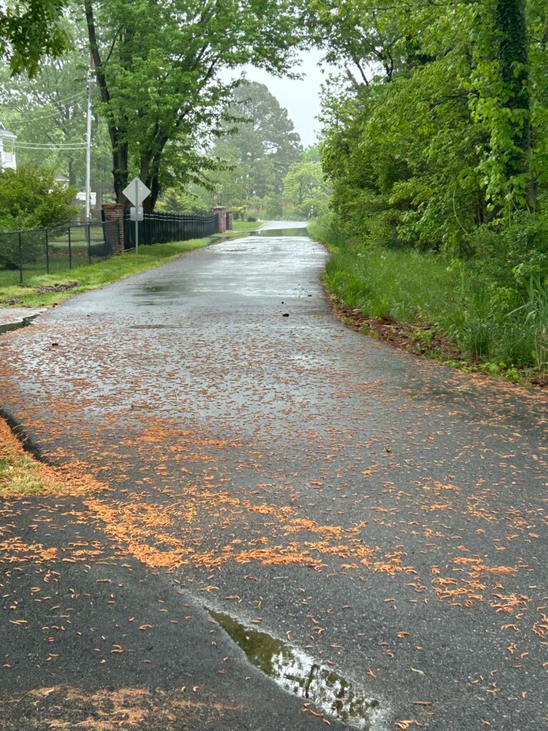 a wet road with trees on either side of it (MyCoast AI)