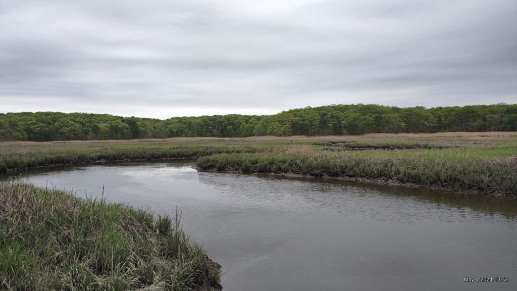 a river with grass and trees (MyCoast AI)