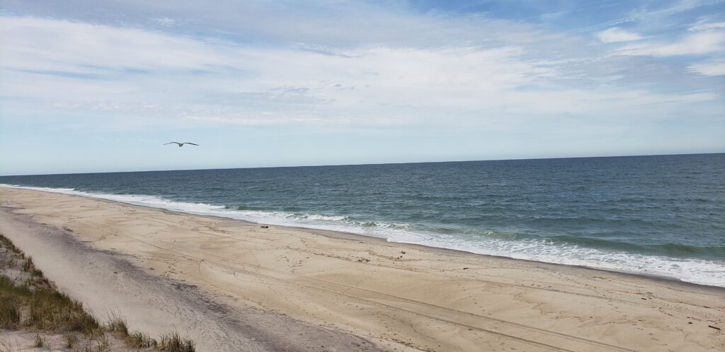 a sandy beach with a bird flying over it (MyCoast AI)