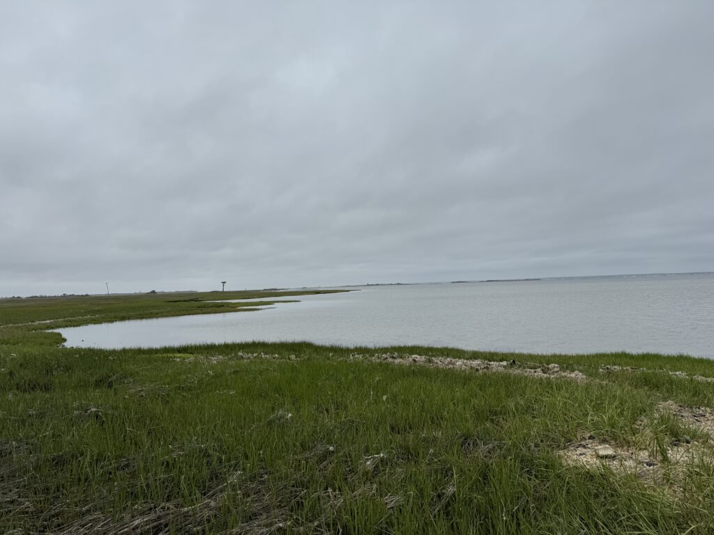 a body of water with grass and a land with a person in the distance (MyCoast AI)