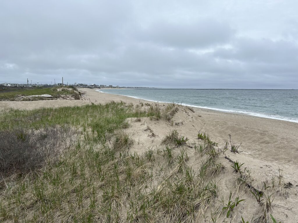 a beach with sand and grass (MyCoast AI)
