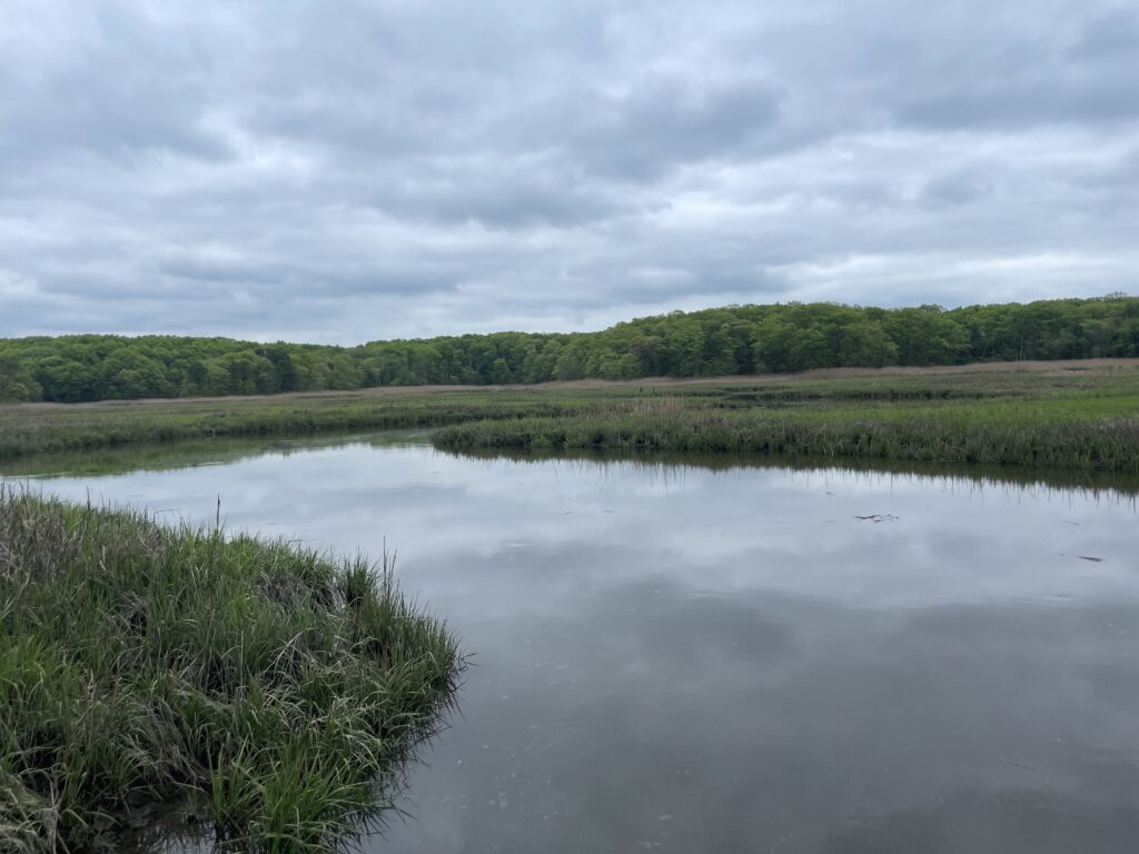 a body of water with grass and trees in the background (MyCoast AI)