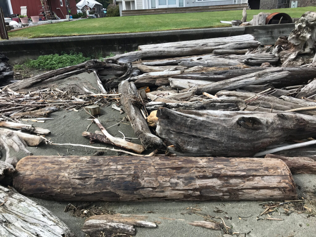 a pile of cut down trees (MyCoast AI)
