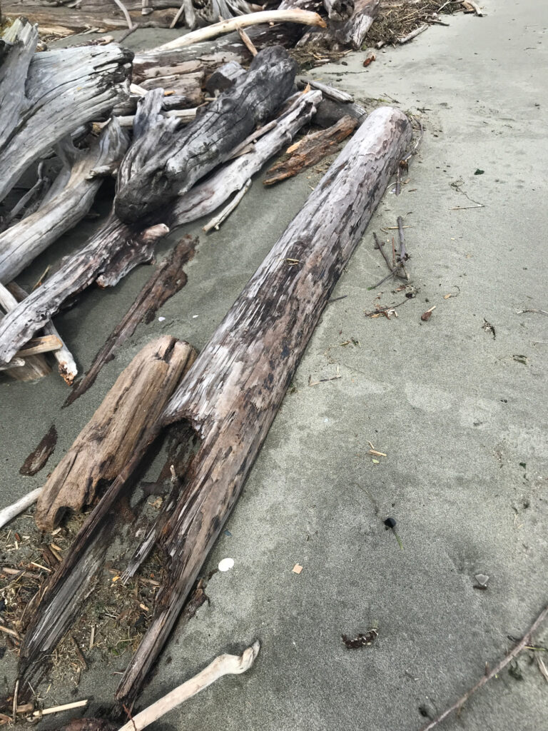 a group of cut down trees (MyCoast AI)