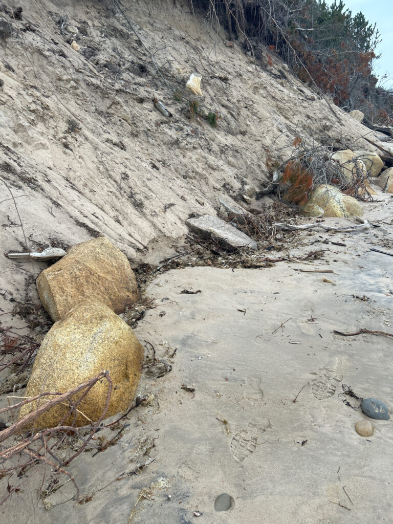 a group of rocks and a tree (MyCoast AI)