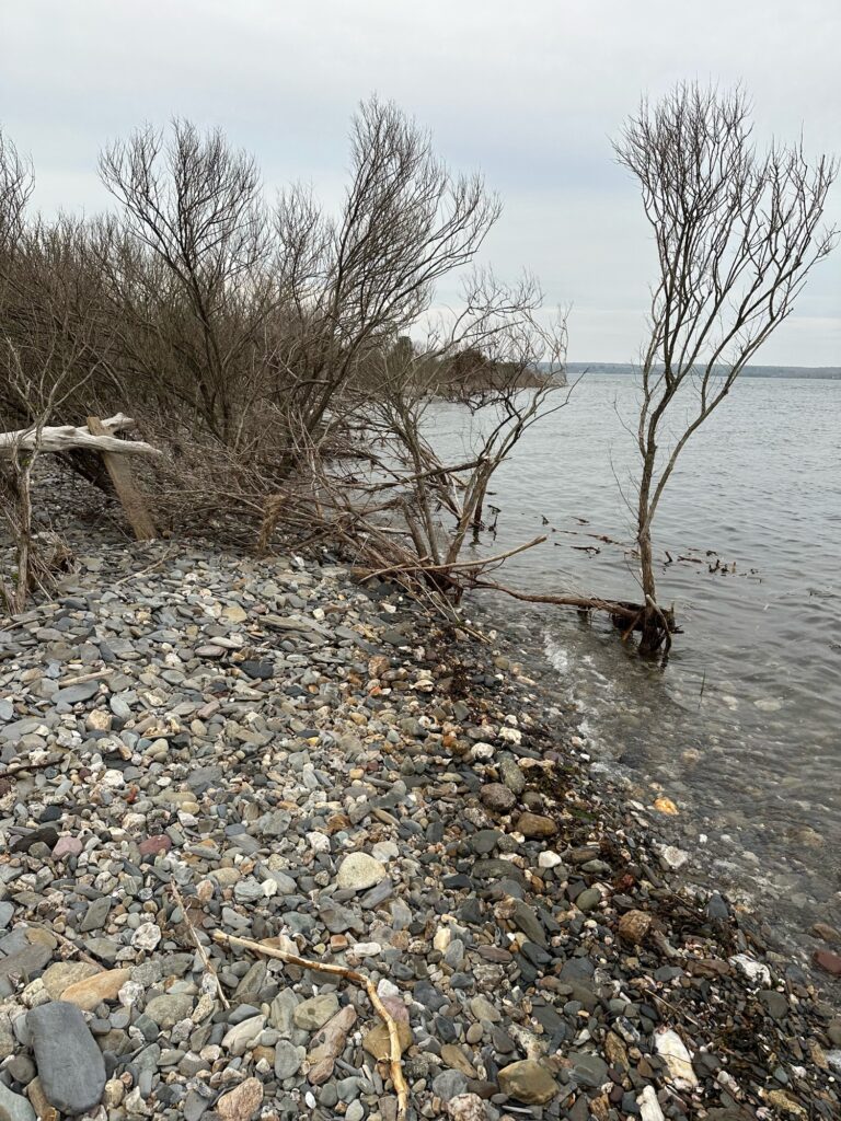 a river with rocks and trees (MyCoast AI)