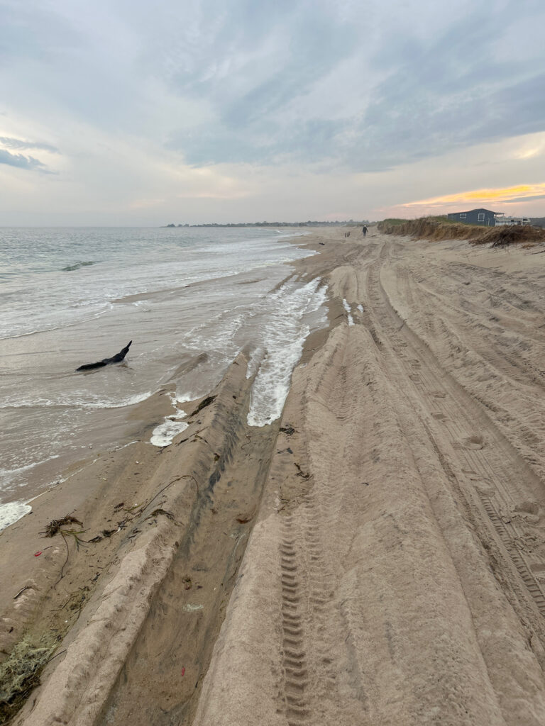 a bird on a beach (MyCoast AI)