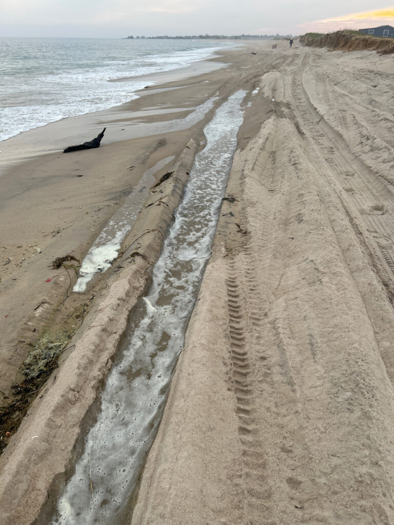 a bird on a beach (MyCoast AI)
