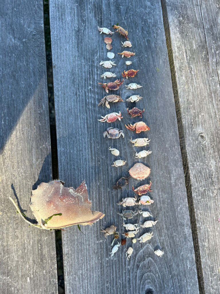 a group of bugs on a wood surface (MyCoast AI)