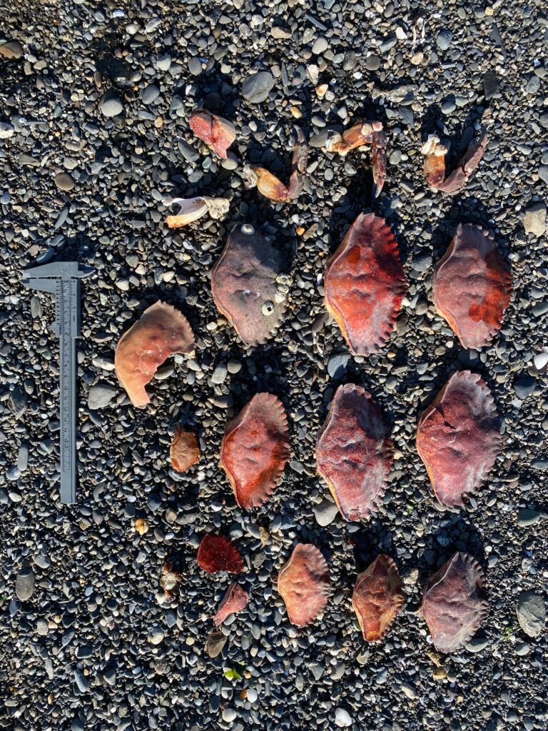 a group of butterflies on the ground (MyCoast AI)